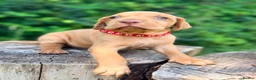 Hungarian Vizsla dogs for sale: KC Reg Hungarian Vizsla pups Hip/Elbow DNA Tested - Advert 11