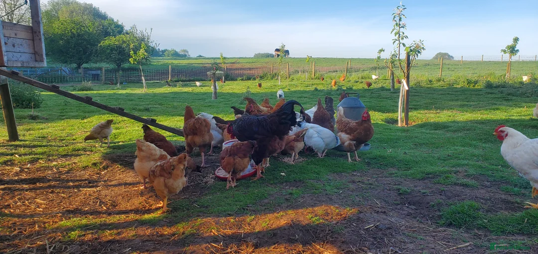 Mixed Breed poultry for sale: Day Old to 7 Week Chicks Farmyard Crosses - Advert 1