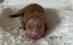 Cockapoo dogs for sale: Pop the champagne 🍾  - Image 9