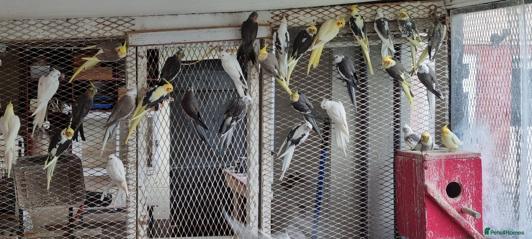 Cockatiels birds for sale: Babys and adults  - Image 3