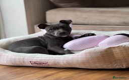 Staffordshire Bull Terrier dogs for sale: Blue Staffordshire Bullterrier  - Image 1