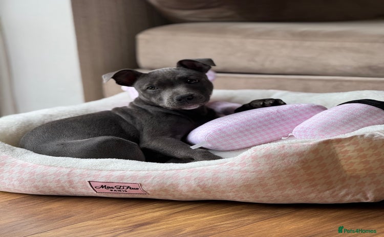 Staffordshire Bull Terrier dogs for sale - Advert 1
