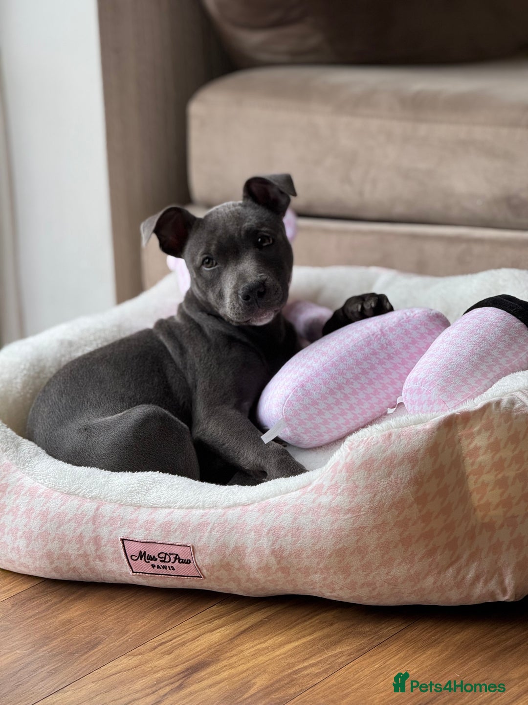 Staffordshire Bull Terrier dogs for sale: Blue Staffordshire Bullterrier  - Image 1