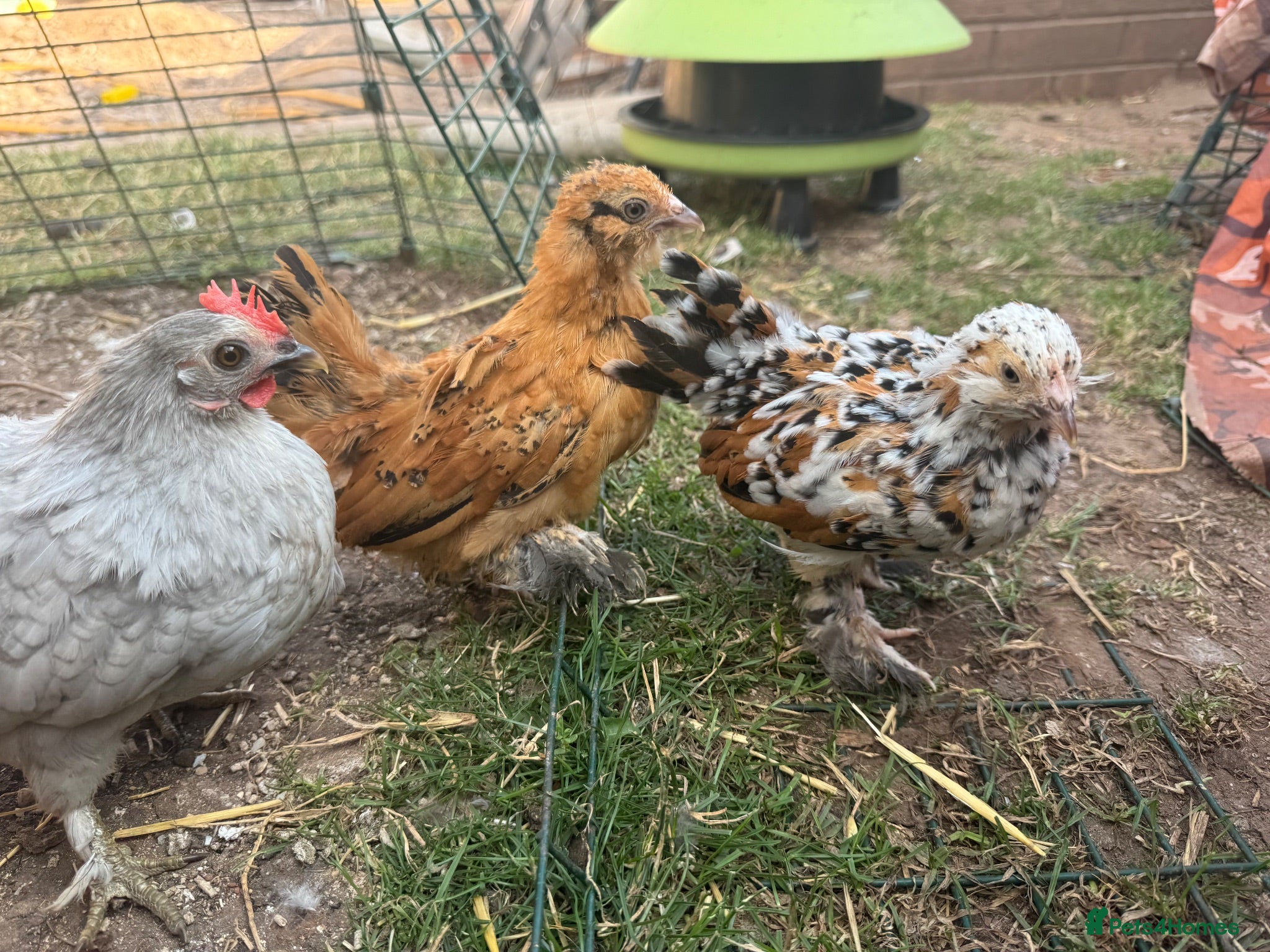 Chickens poultry Two cute miniature pullets  - Advert 18
