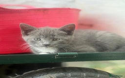 Siamese cats for sale: Stunning Siamese X Ragdoll kittens  - Image 13