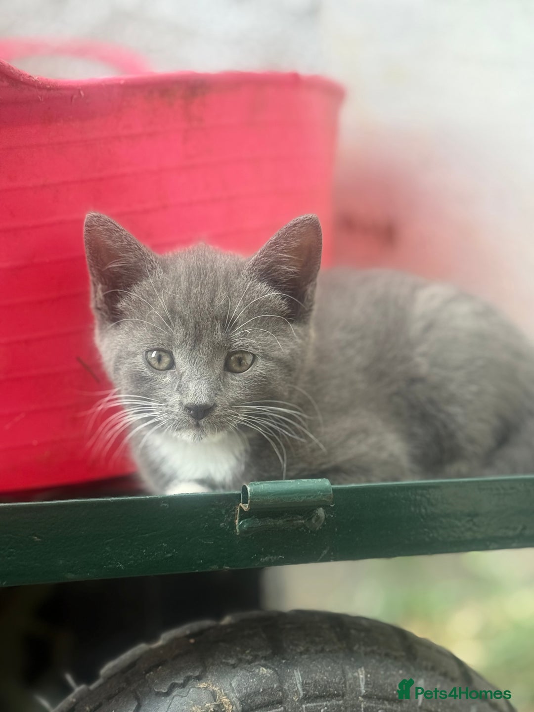 Siamese cats for sale: Stunning Siamese X Ragdoll kittens  - Image 13