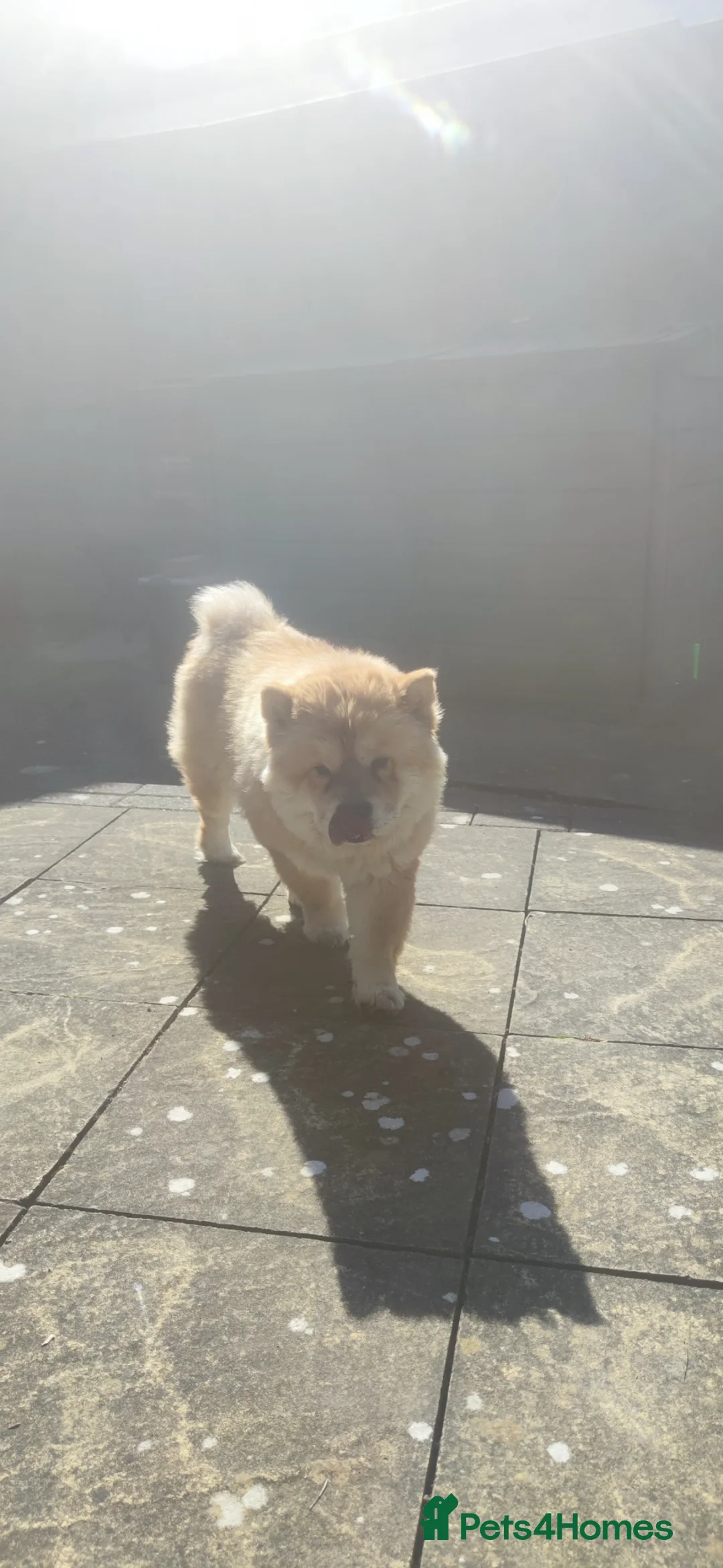 Chow Chow dogs for sale: Female Chow Chow – 3 Years Old– Friendly & Healthy - Advert 2