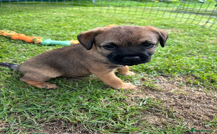 Border Terrier dogs - Advert 4