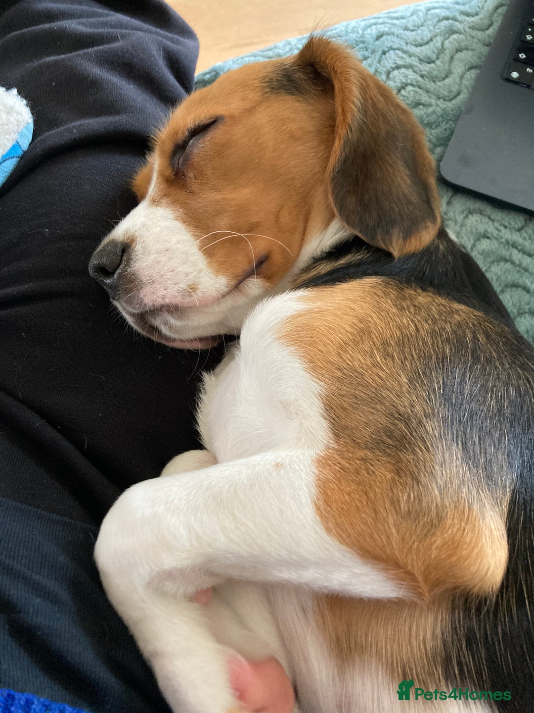 Beaglier dogs for sale: Daisy - Advert 4