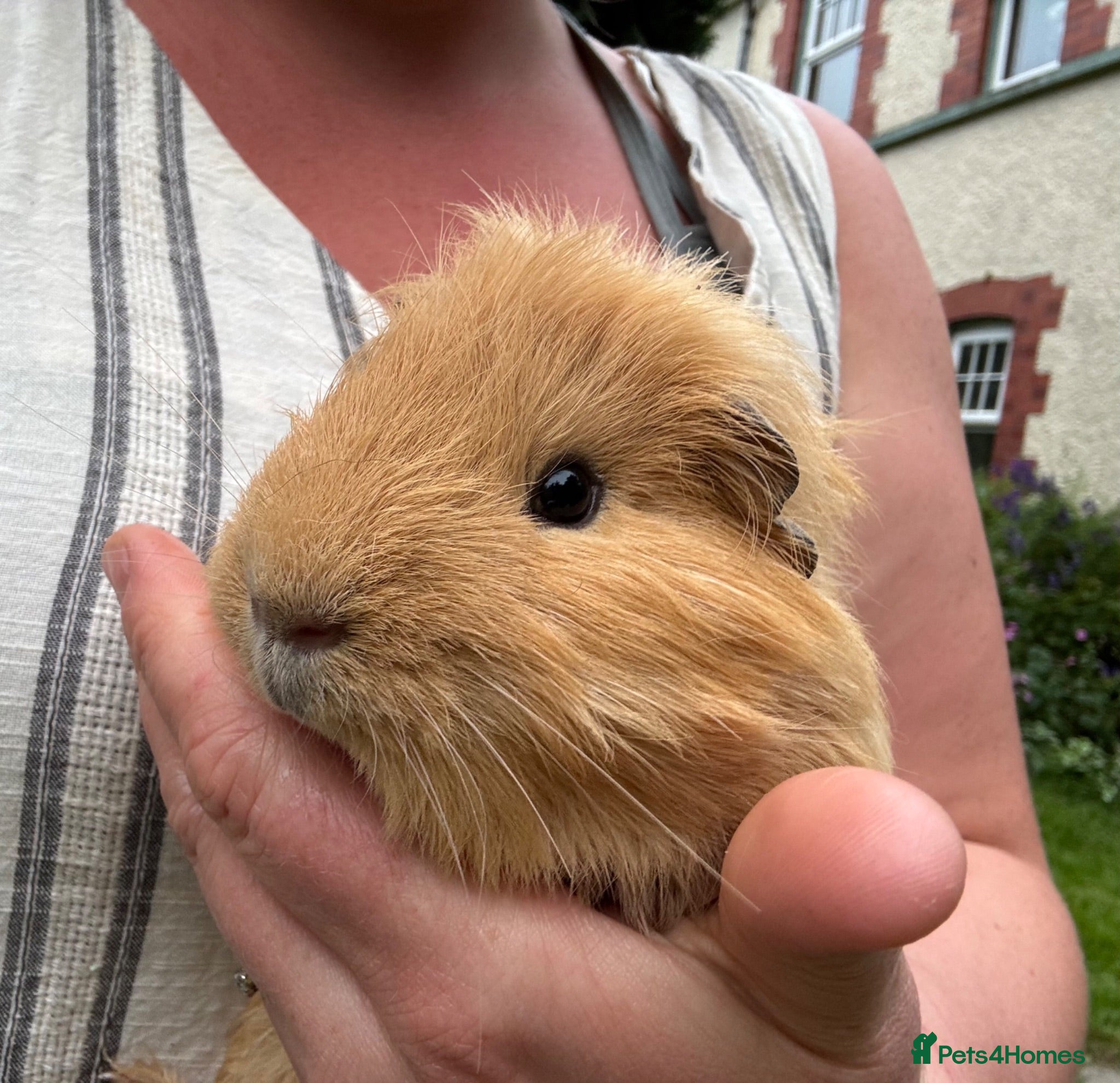 Guinea Pig rodents Male Guinea pigs  - Advert 9