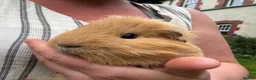 Guinea Pig rodents for sale: Make Guinea pigs  - Advert 4