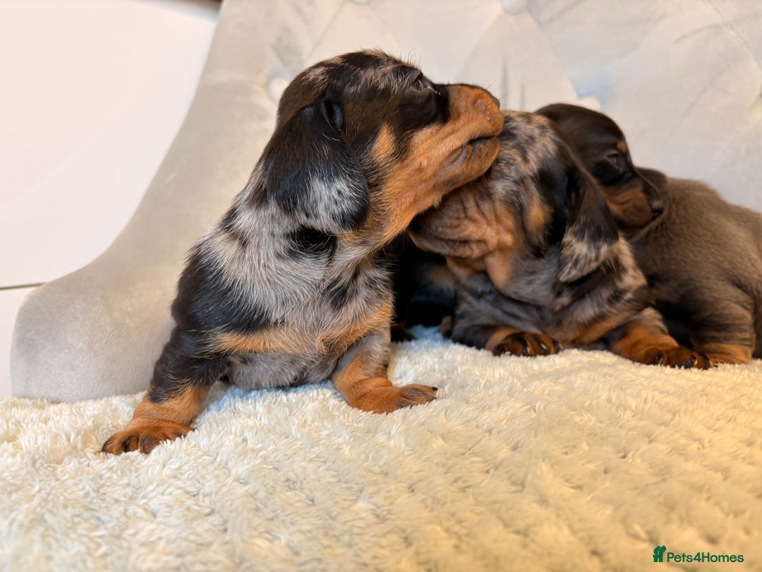 Miniature Dachshund dogs for sale: Miniature Dachshund - Advert 5