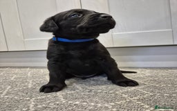 Labrador Retriever dogs for sale: Black Labrador Retreiver pups - Image 7