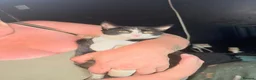 Mixed Breed cats for sale: Beautiful girl for sale  - Advert 3