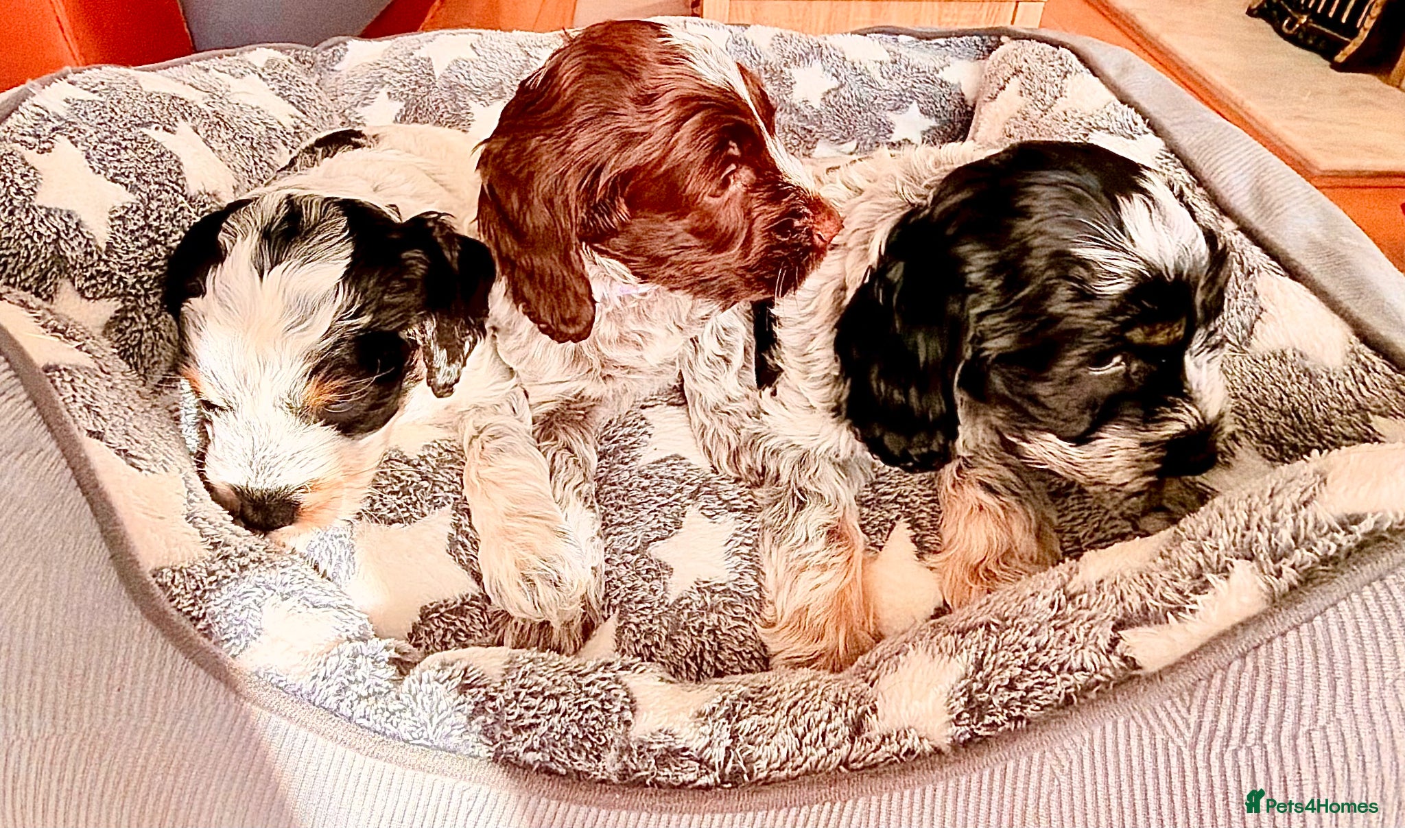 Cockapoo dogs F1 show type Cockapoos from health tested parents  - Advert 1