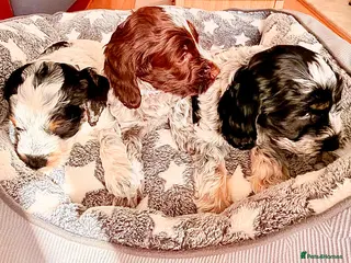 Cockapoo dogs F1 show type Cockapoos from health tested parents - Advert 1