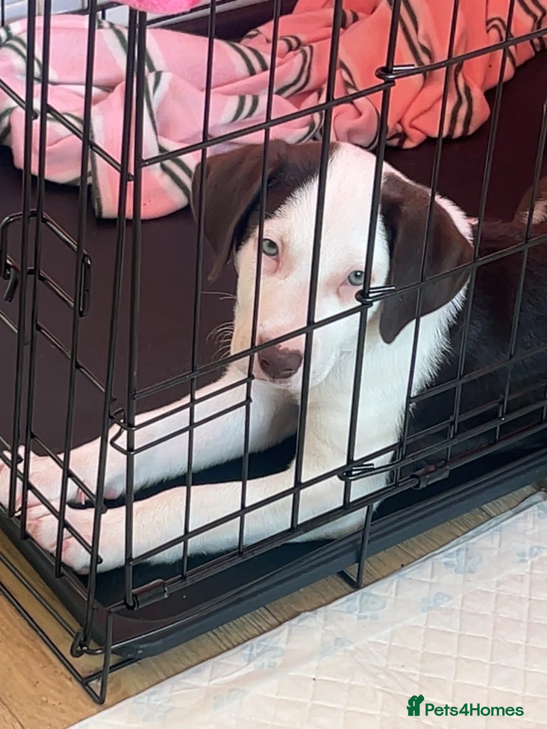 Mixed Breed dogs for sale: 9 weeks old mixed breed pup for sale  - Advert 1
