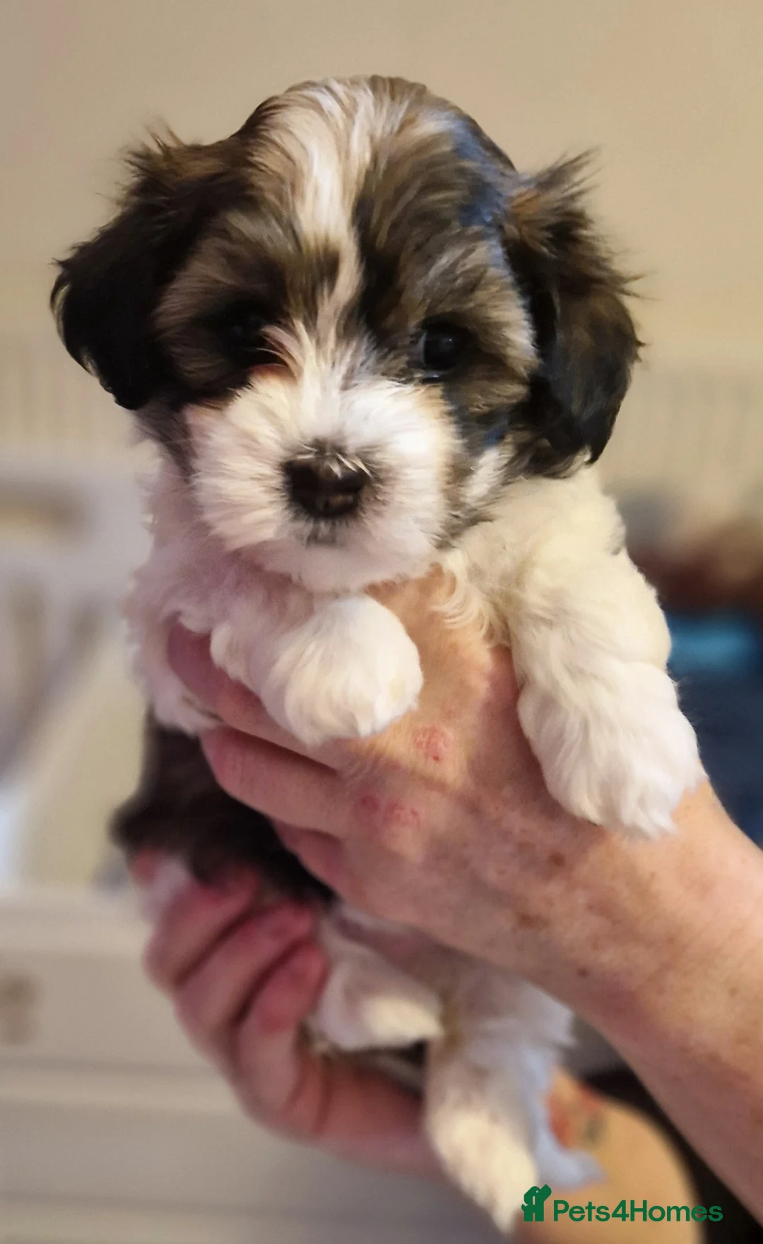 Havanese dogs for sale: Stunning KC Registered Havenese Puppies available  in Wellingborough - Advert 2