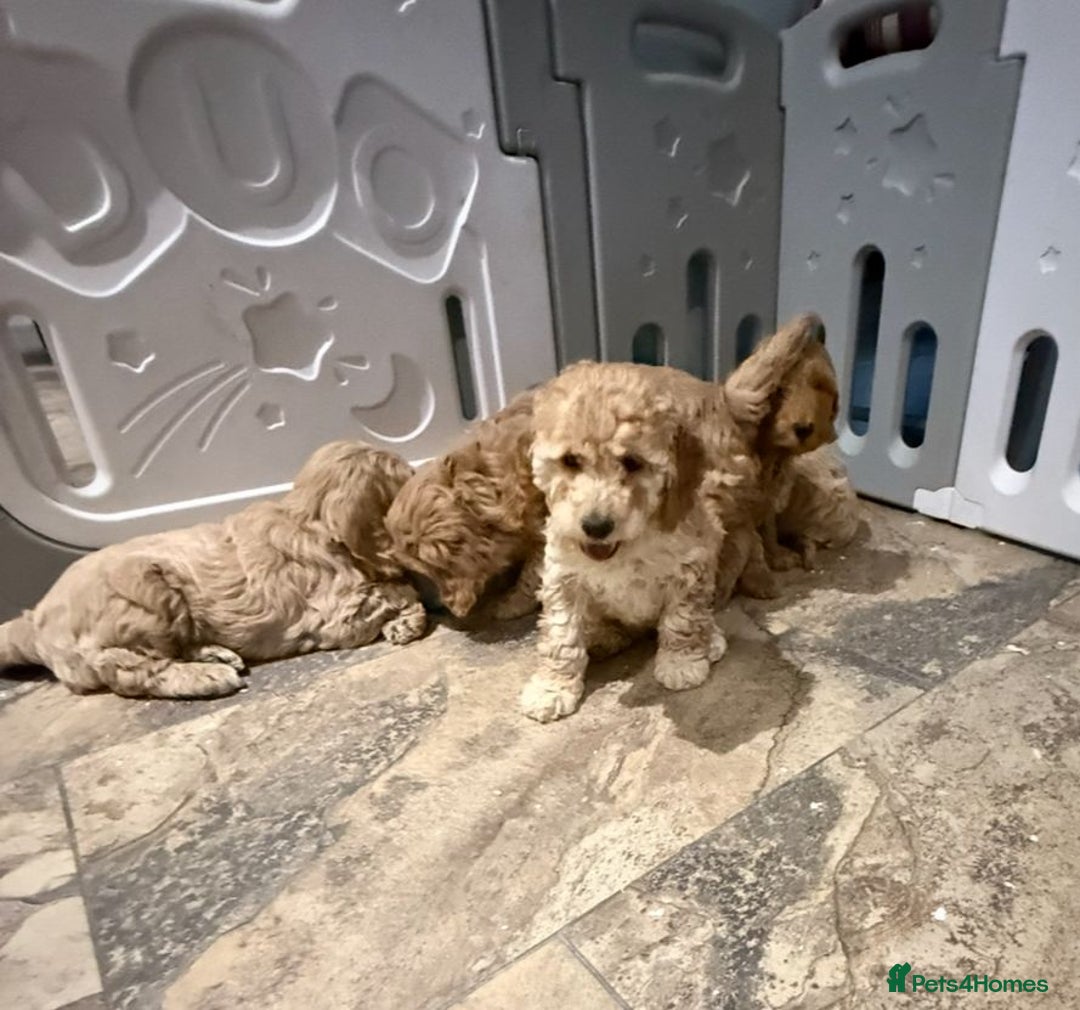 Cockapoo dogs for sale: Quality Cockapoo Puppies - Advert 15
