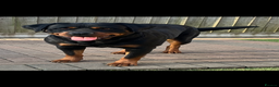 Rottweiler dogs for sale: LAST FEMALE ROTTWEILER PUPPY - Advert 8