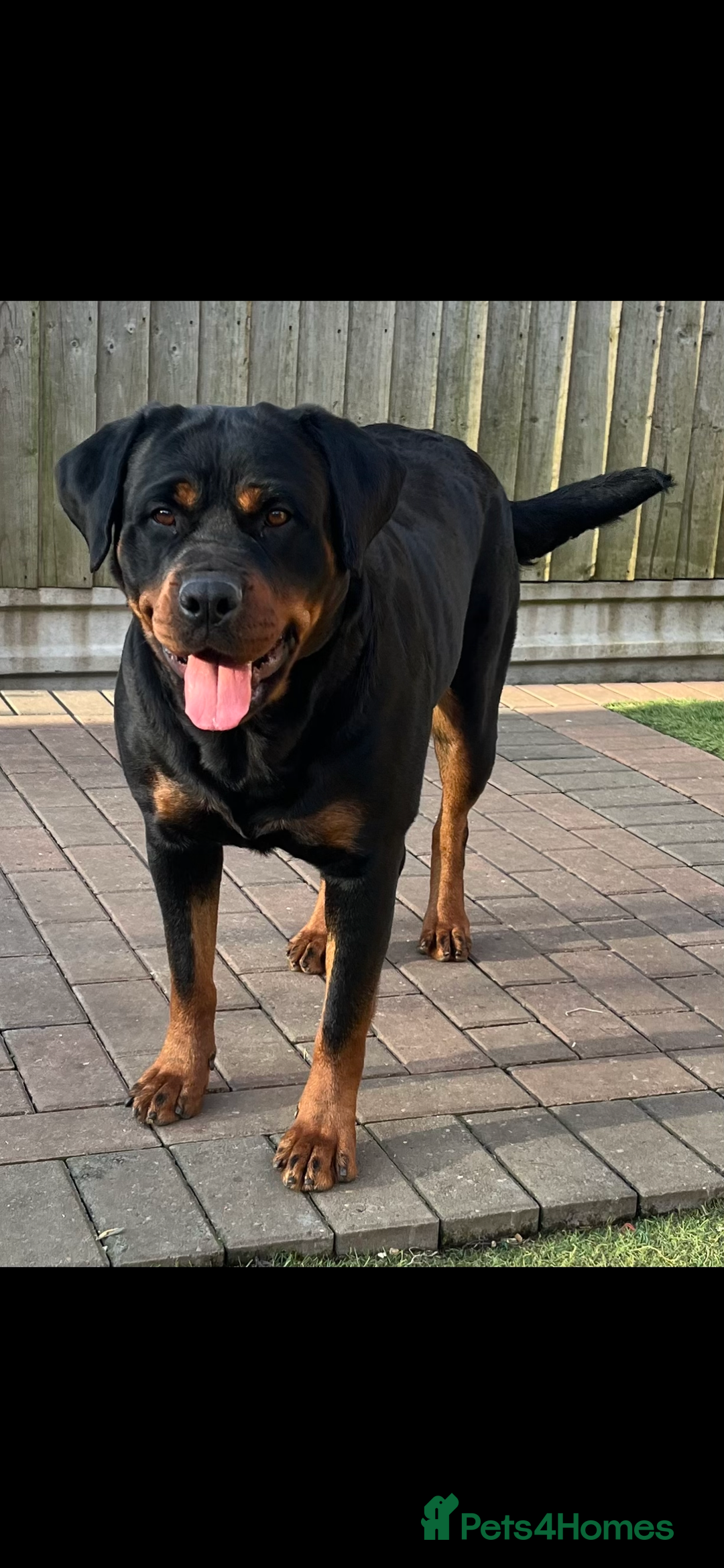 Rottweiler dogs for sale: LAST FEMALE ROTTWEILER PUPPY - Advert 8