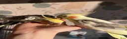 Cockatiels birds for sale: 4 cockatiels for rehoming  in Darwen - Advert 3