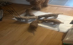 Cockapoo dogs for sale: Puppies  - Image 8