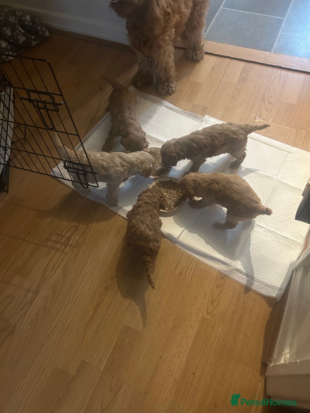 Cockapoo dogs for sale: Puppies  - Image 8