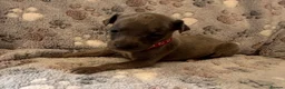 Whippet dogs for sale: KC Registered Whippet Puppies - Advert 3