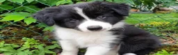 Border Collie dogs for sale: Border collie pups  - Advert 1