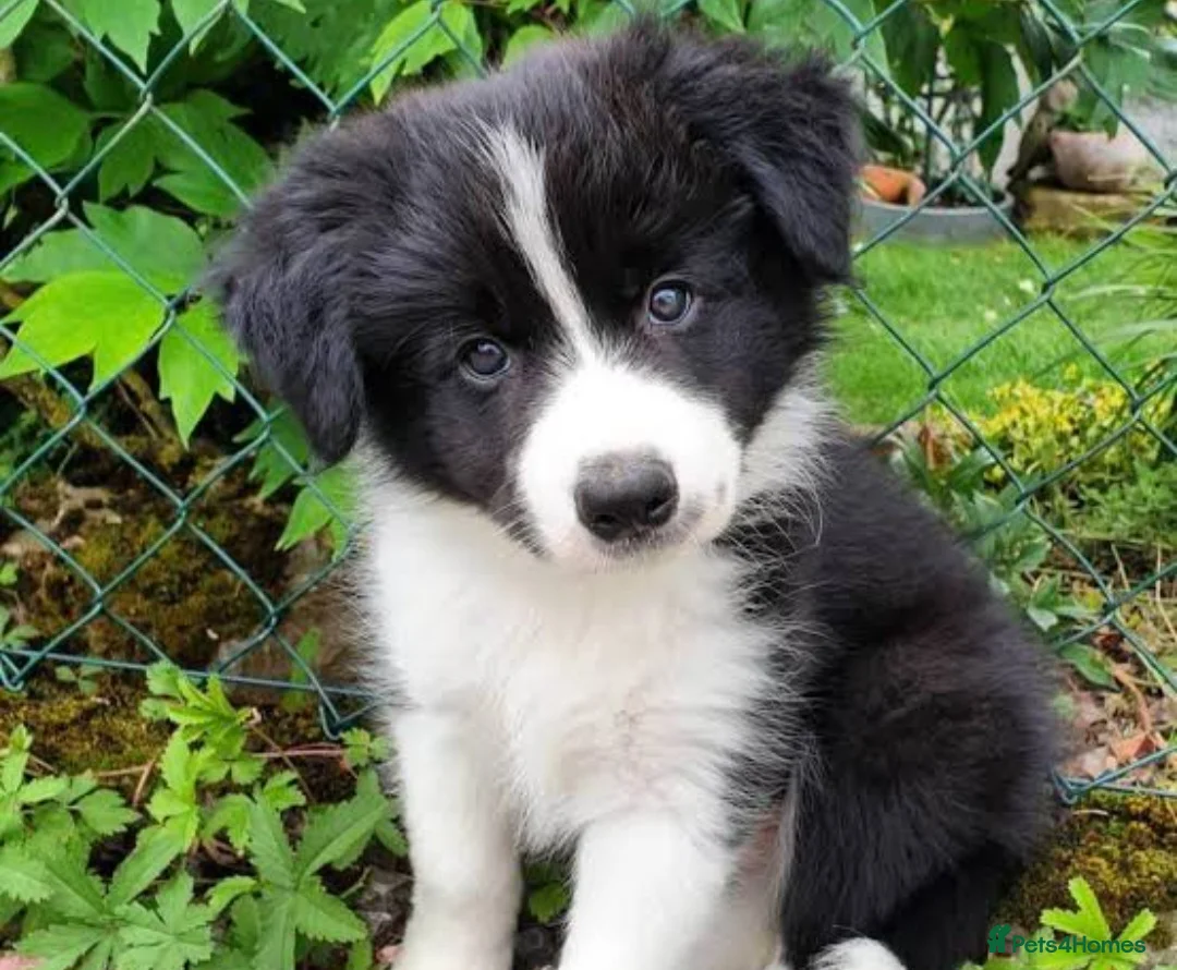 Border Collie dogs for sale: Border collie pups  - Advert 1