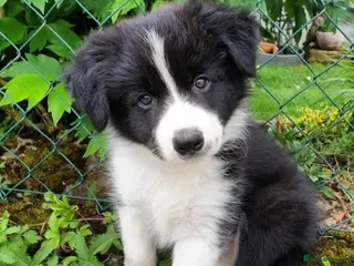 Border Collie dogs Border collie pups - Advert 13