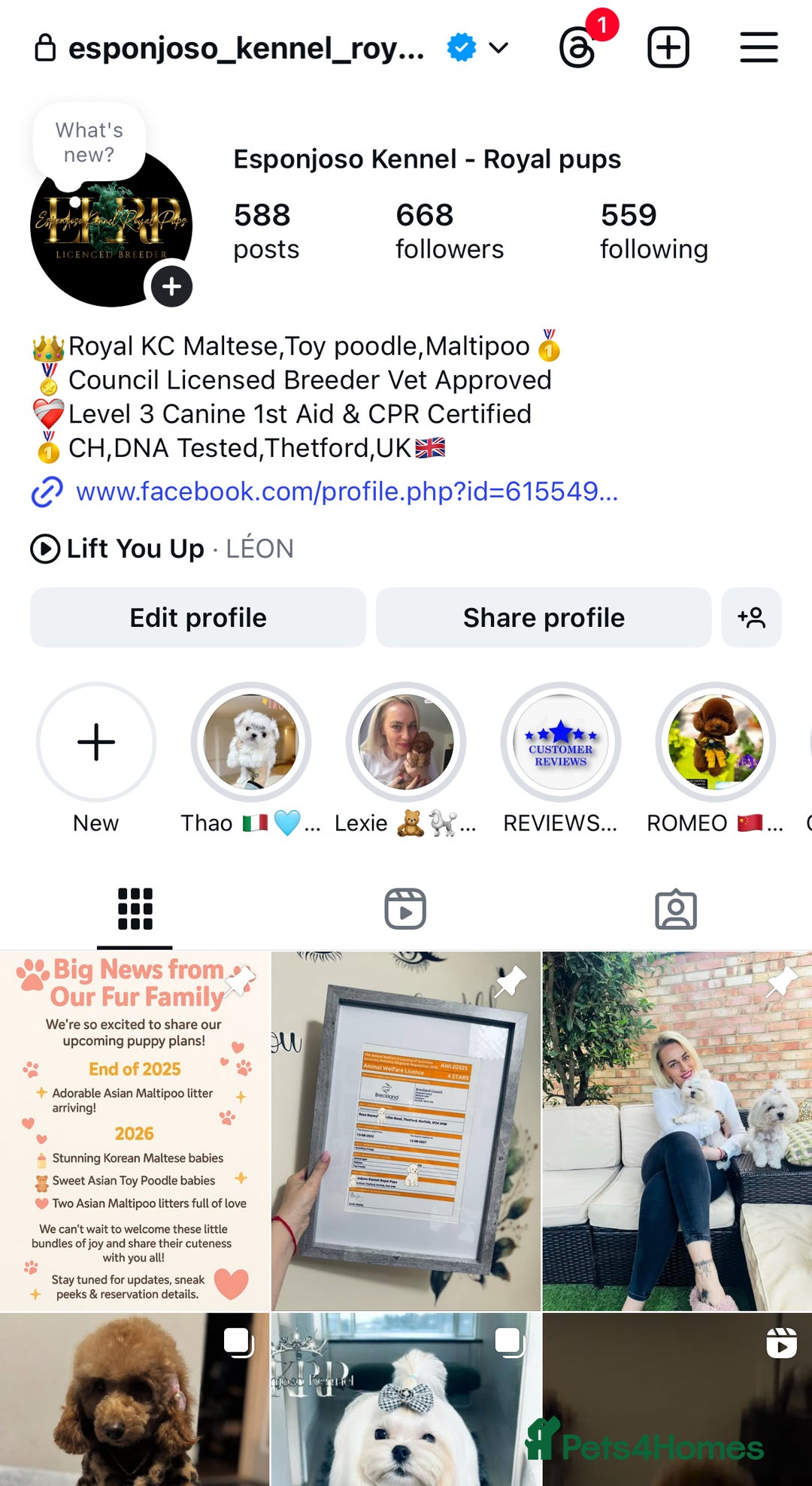 Toy Poodle dogs for stud: 🔥One-in-a-Million Asian ☕️ toy poodle DNA Stud🧸 in Thetford - Image 2