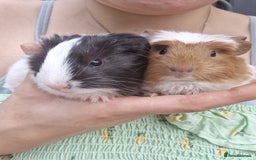 Guinea Pig rodents for sale: 2 beautiful babies arrive reserve Now  in Darwen - Image 19