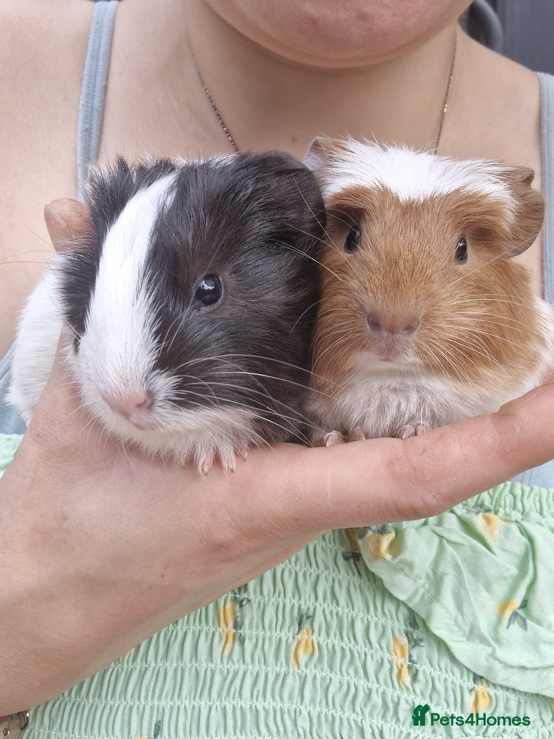 Guinea Pig rodents for sale: 2 beautiful babies arrive reserve Now  in Darwen - Image 19