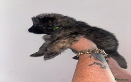 German Shepherd dogs for sale: Beautiful German Shepard puppies - Image 4