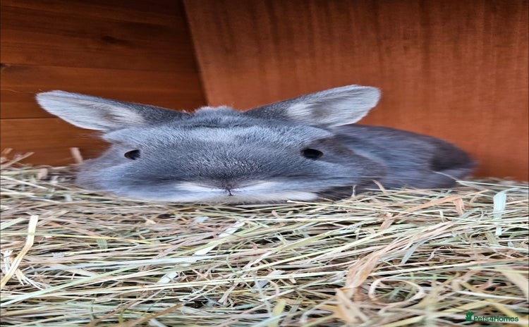 Netherland Dwarf rabbits 💫 Netherland dwarf  - Advert 11