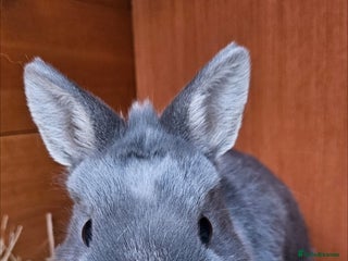 Netherland Dwarf rabbits 💫 Netherland dwarf - Advert 18