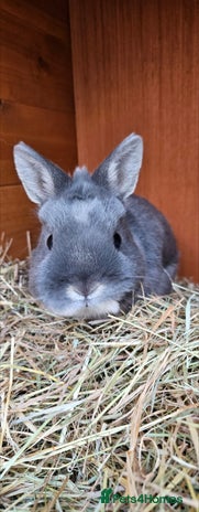 Netherland Dwarf rabbits 💫 Netherland dwarf - Advert 11