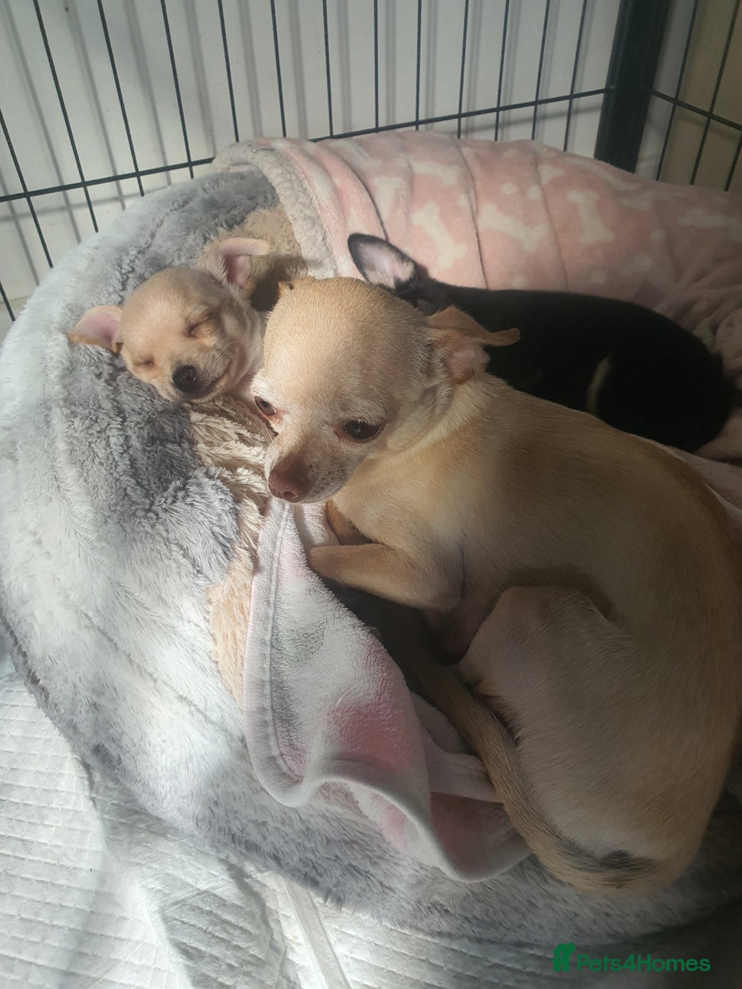 Chihuahua dogs for sale: Tiny pure breed chihuahua  - Image 3