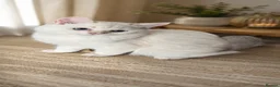 Scottish Fold cats for sale: Scottish Straight Chinchilla male  - Advert 1