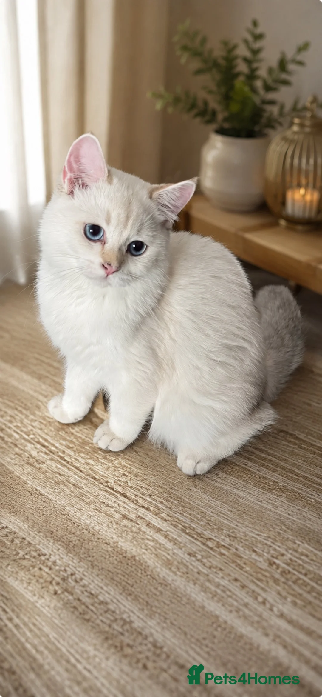 Scottish Fold cats for sale: Scottish Straight Chinchilla male  - Advert 1