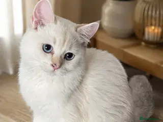 Scottish Fold cats Scottish Straight Chinchilla male - Advert 1