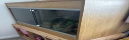 Python Snake reptiles for sale: Yellow belly ball python   - Advert 4