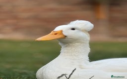Ducks poultry for sale: Male Indian runner duck  - Image 3
