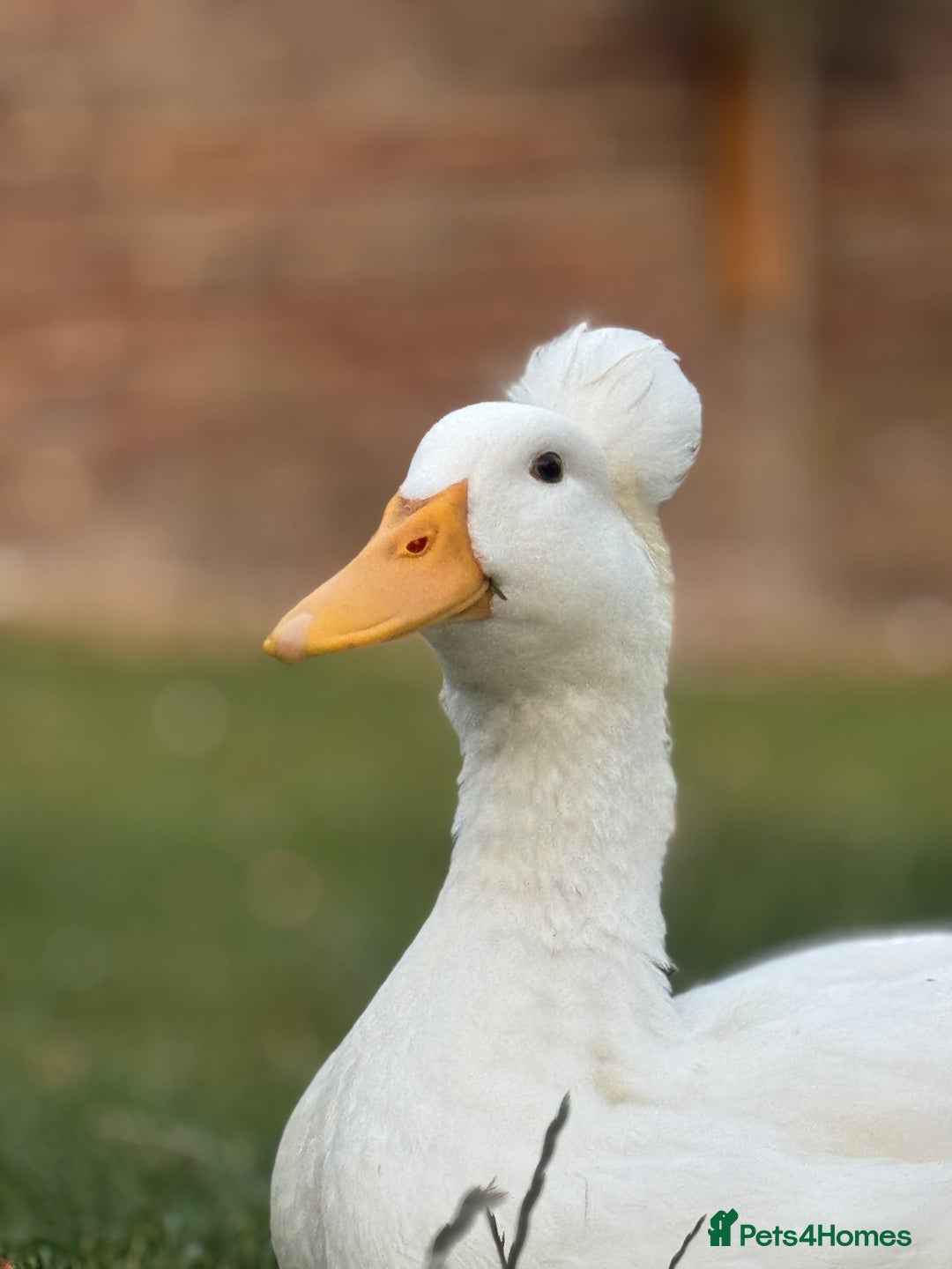 Ducks poultry for sale: Male Indian runner duck  - Image 3