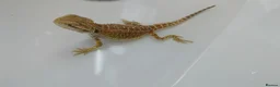 Bearded Dragon reptiles for sale: Bearded Dragon and Full set up in Walsall - Advert 2