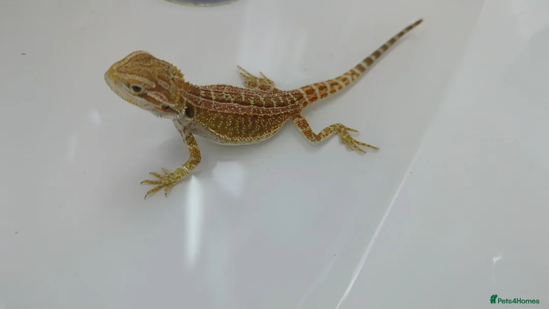Bearded Dragon reptiles for sale: Bearded Dragon and Full set up in Walsall - Advert 2
