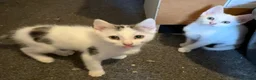 Mixed Breed cats for sale: 2 male kittens ready for their forever home - Advert 2