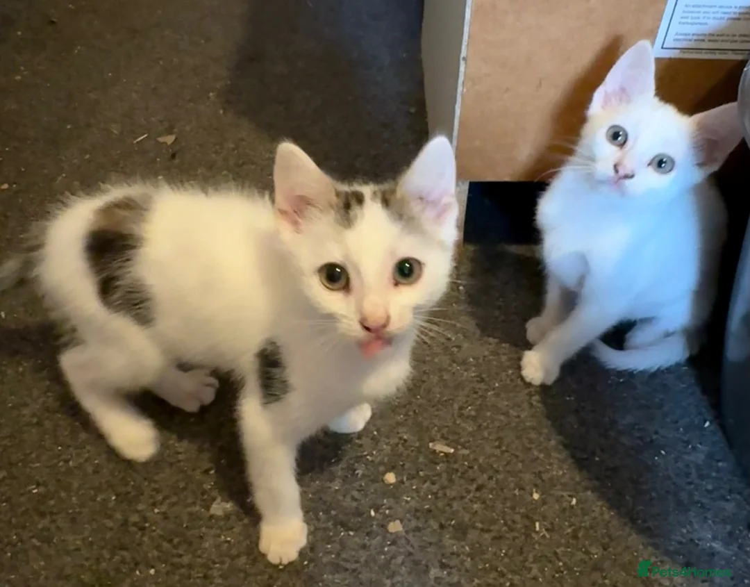 Mixed Breed cats for sale: 2 male kittens ready for their forever home - Advert 2